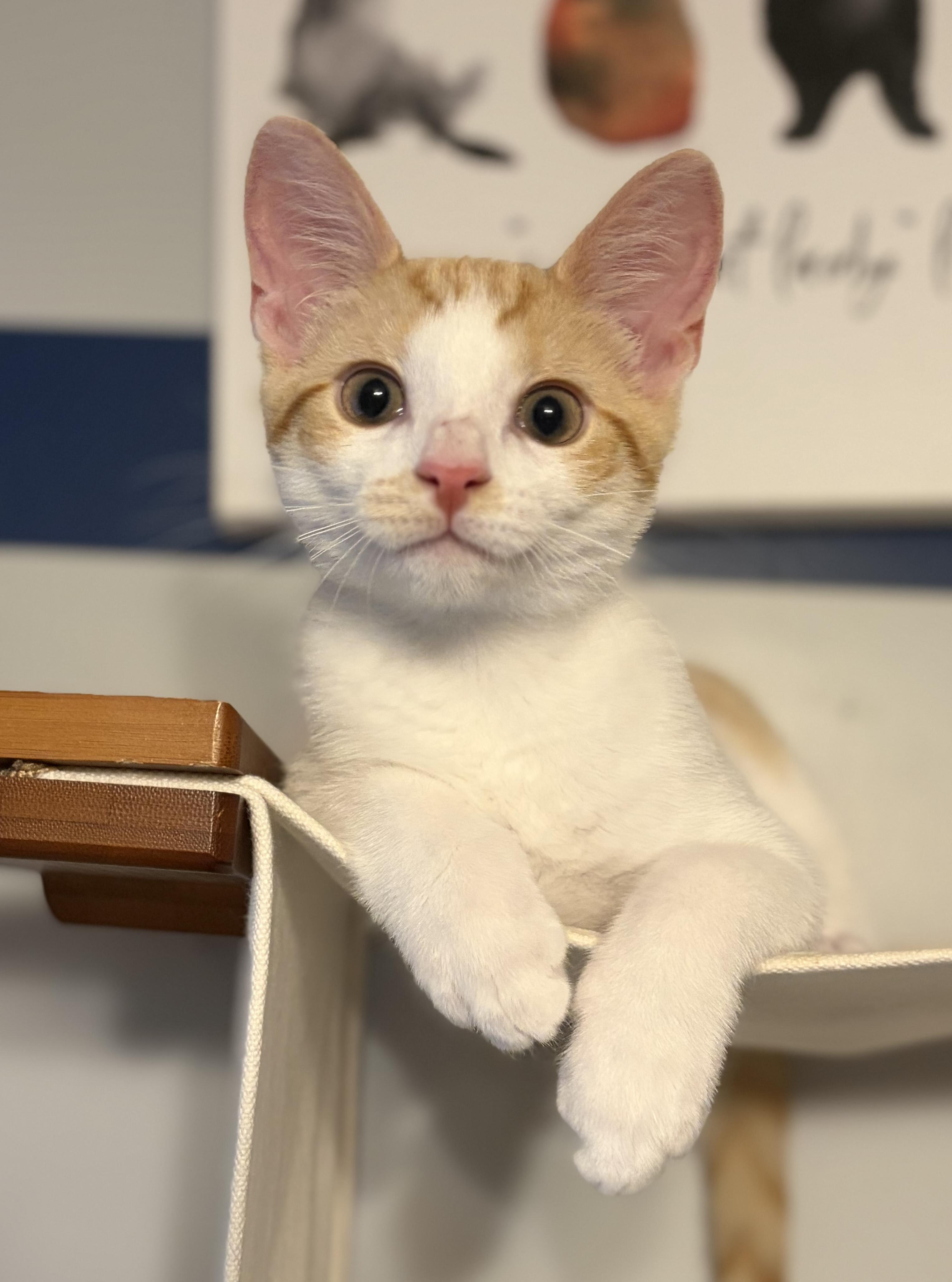 Anthany (Mr Sweetness), a ADOPTABLE Domestic Short Hair in South Lyon, MI image 1/6