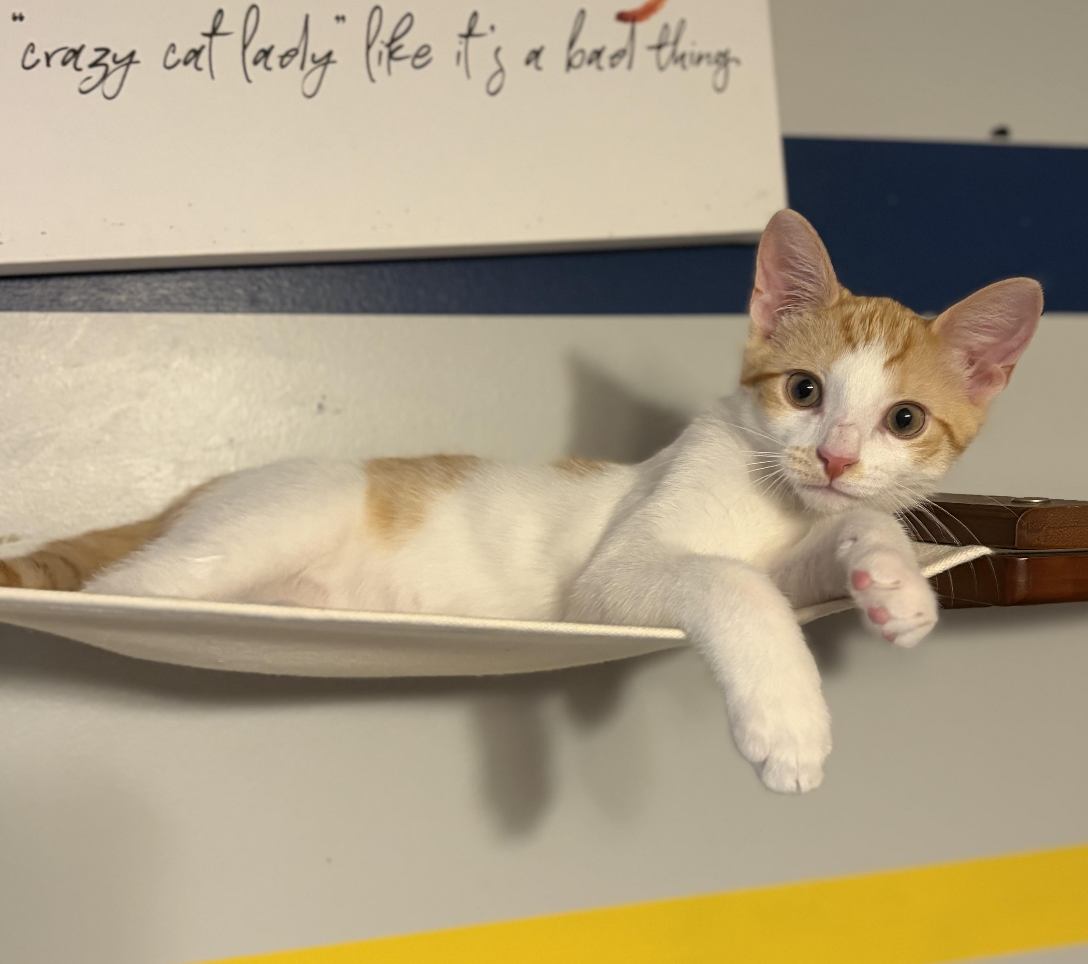 Anthany (Mr Sweetness), a ADOPTABLE Domestic Short Hair in South Lyon, MI image 5/6