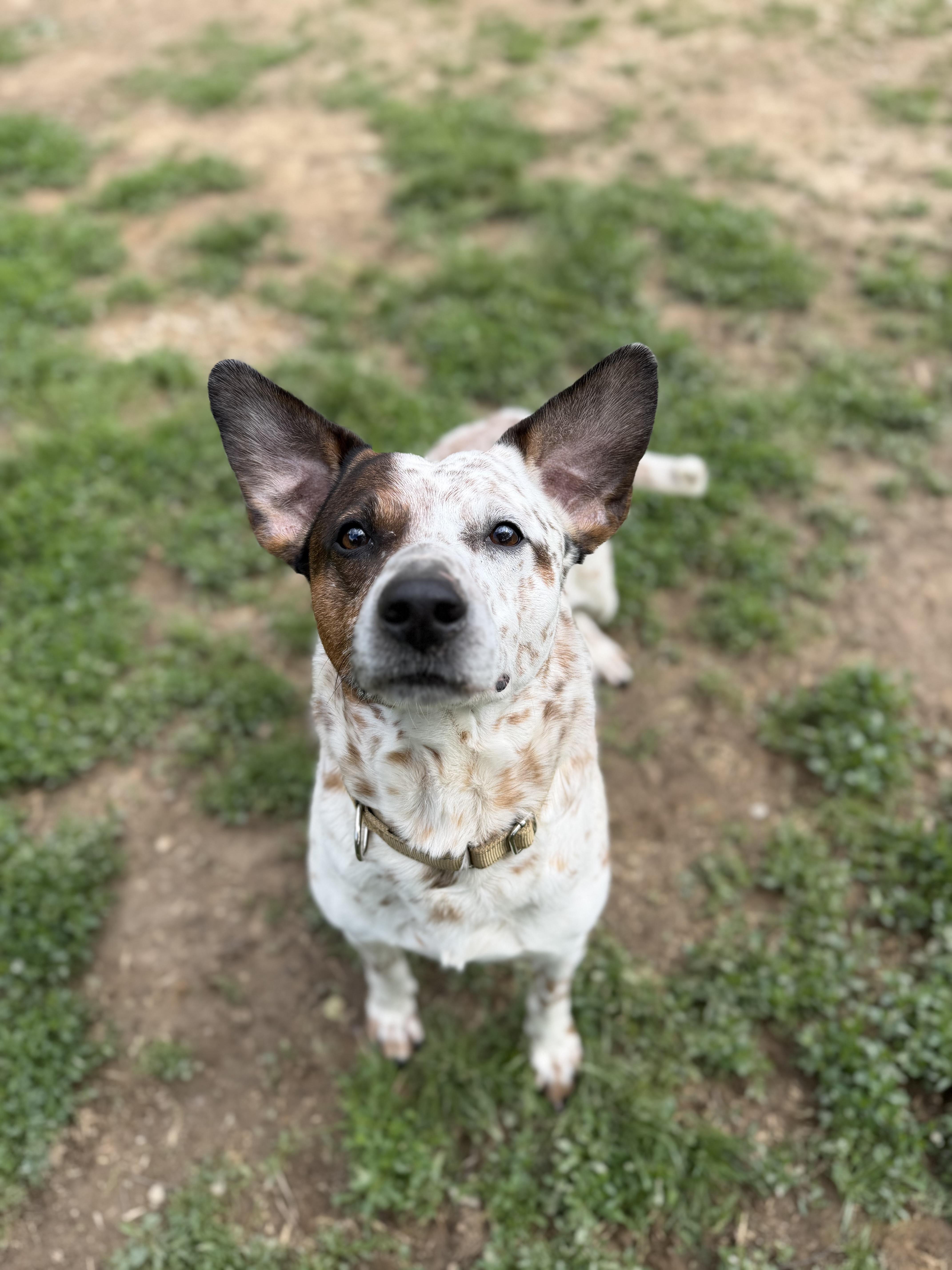 Bandit, ADOPTABLE, Adult Male Cattle Dog.