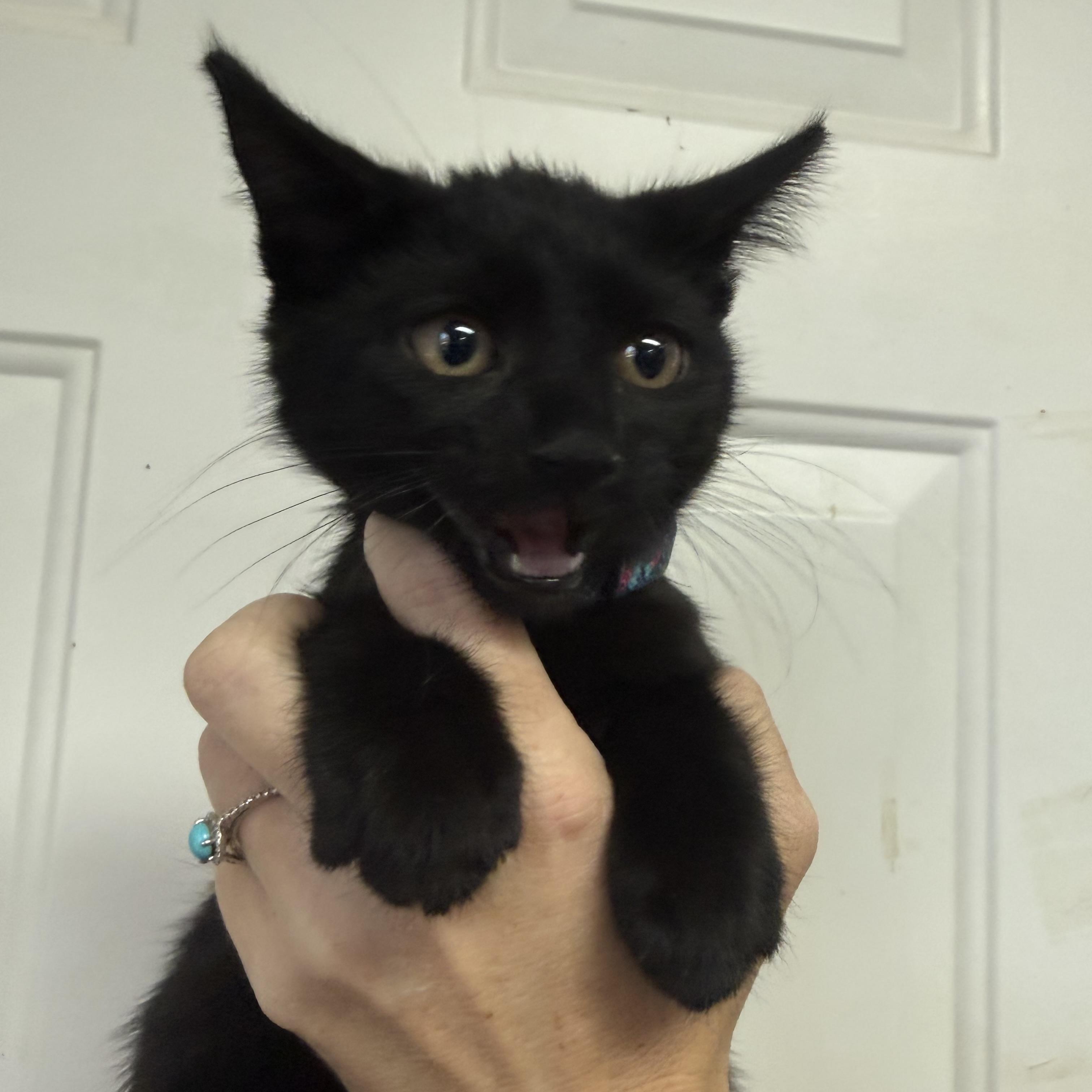 Enlarge Witches Brew, a Adoptable Domestic Short Hair in Washington, DC image 3/4