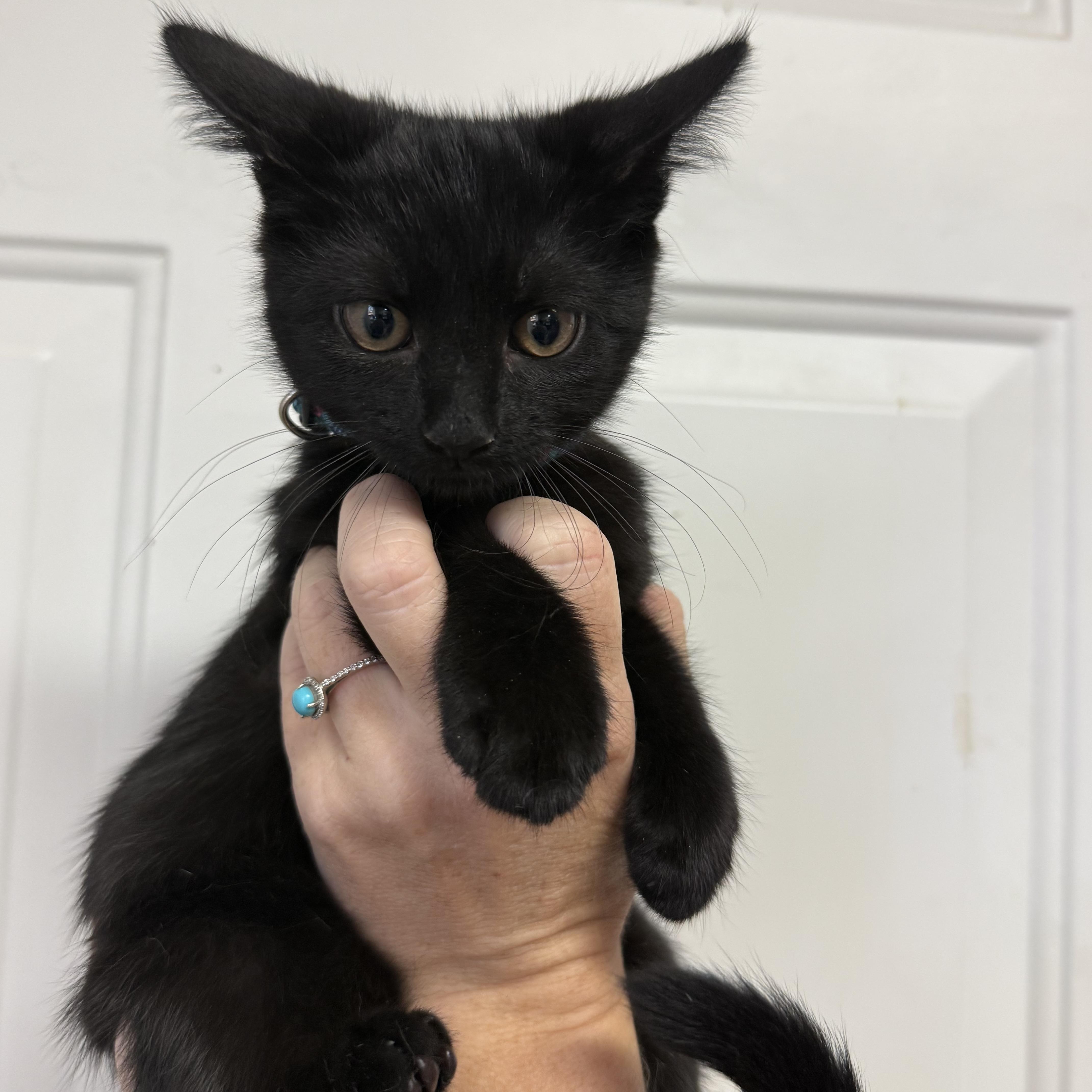 Enlarge Witches Brew, a Adoptable Domestic Short Hair in Washington, DC image 2/4