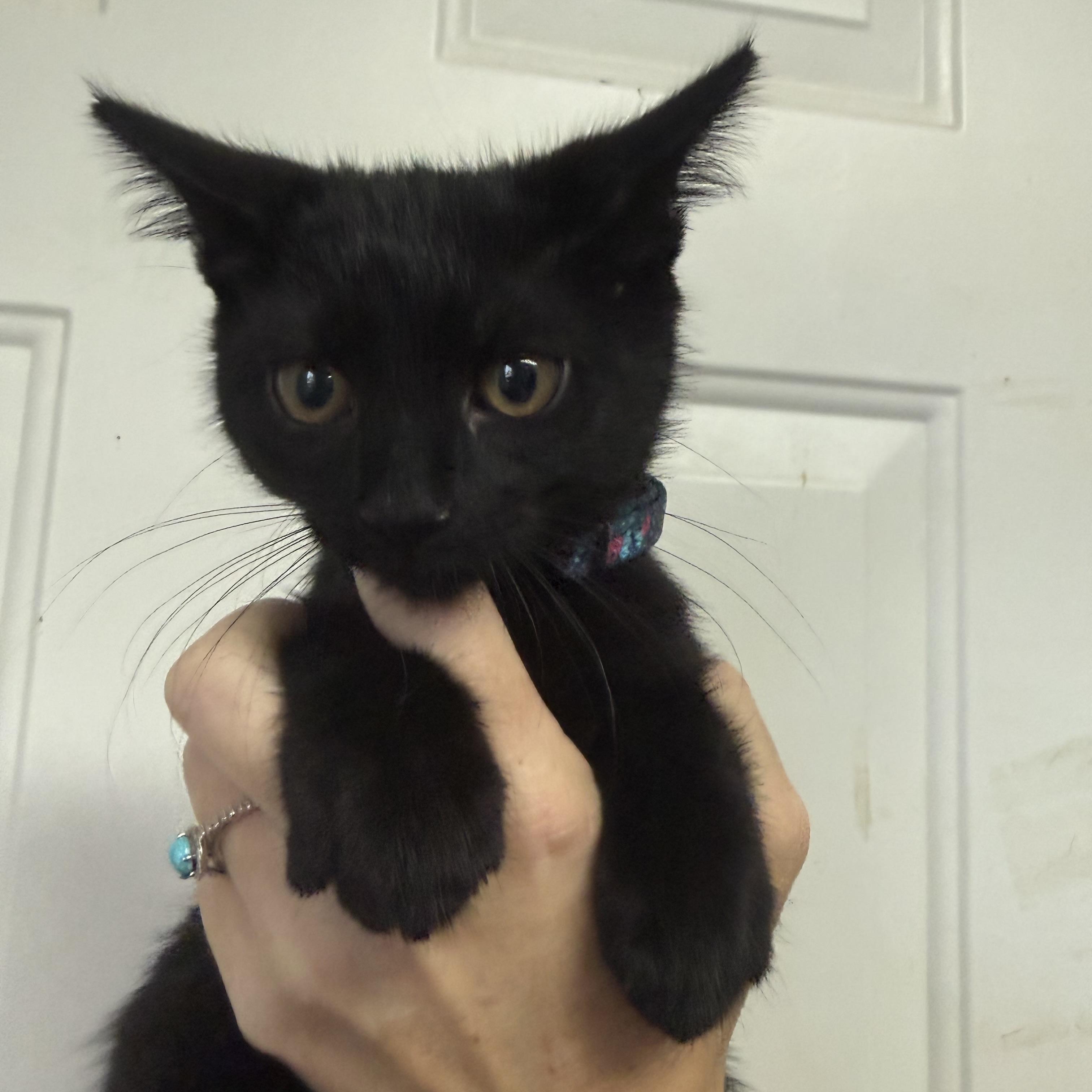 Enlarge Witches Brew, a Adoptable Domestic Short Hair in Washington, DC image 1/4