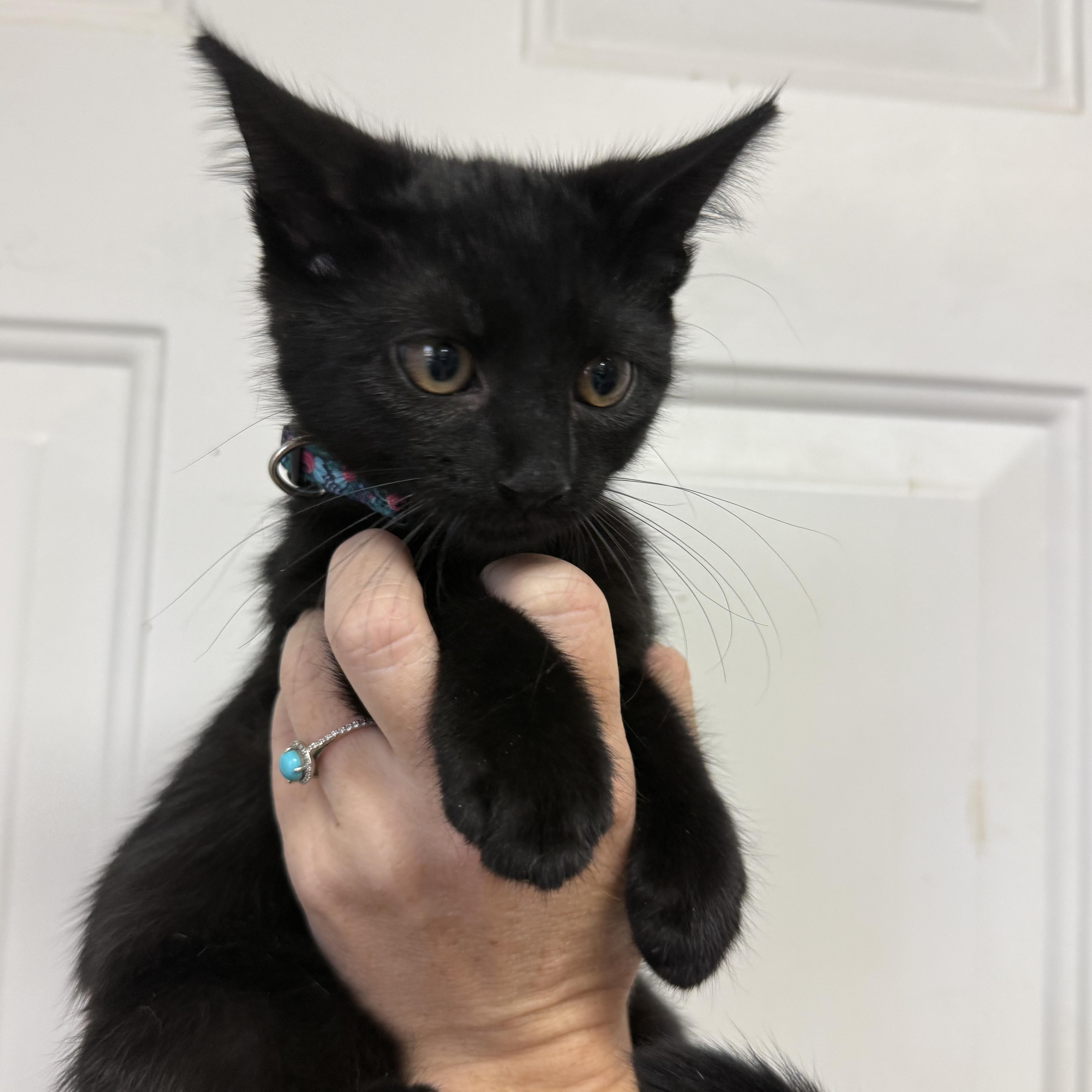 Enlarge Witches Brew, a Adoptable Domestic Short Hair in Washington, DC image 4/4