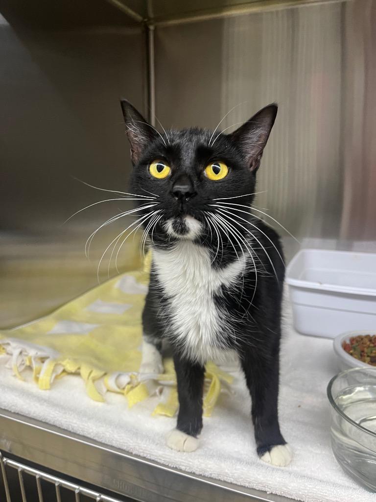 Bianca, Adoptable, Young Female Domestic Short Hair.