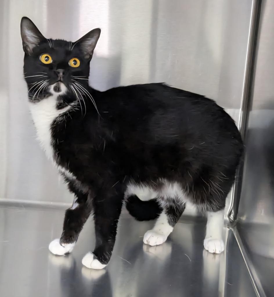 Enlarge Bianca, a Adoptable mixed breed in Lagrange, IN image 2/2