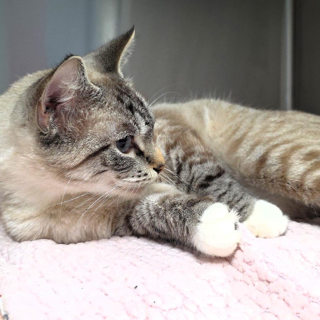 Kitty, Adoptable, Adult Female Domestic Short Hair.