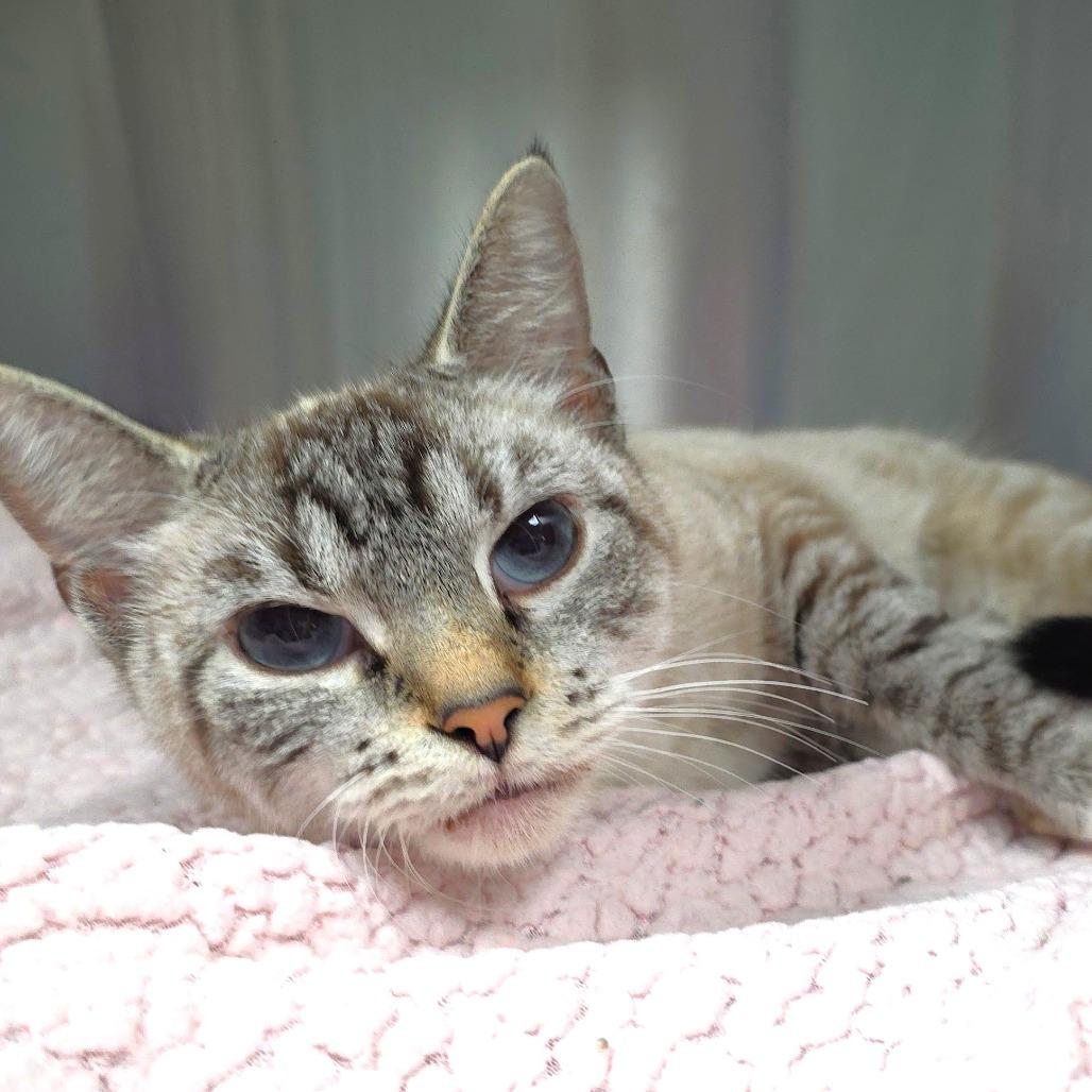 Enlarge Kitty, a Adoptable Domestic Short Hair in Michigan City, IN image 2/5
