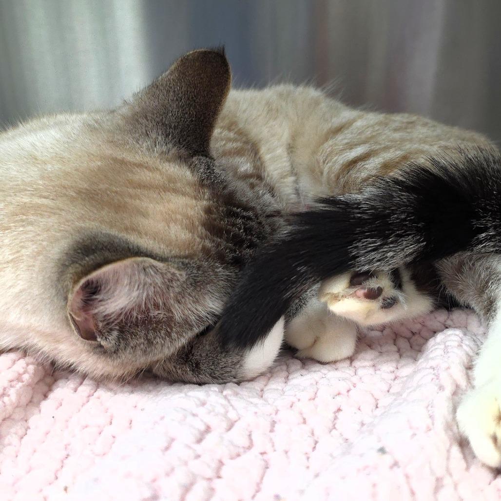 Enlarge Kitty, a Adoptable Domestic Short Hair in Michigan City, IN image 3/5