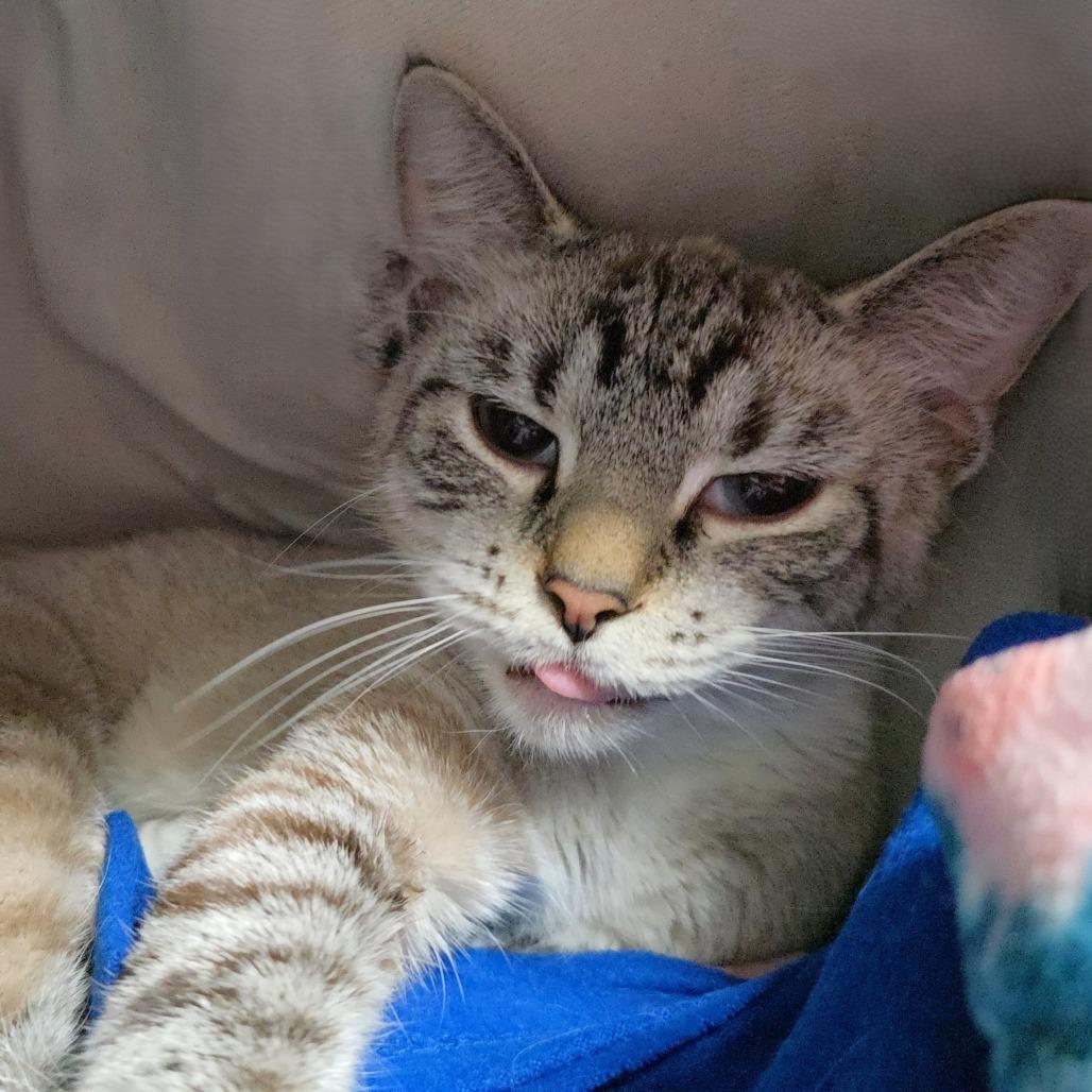 Enlarge Kitty, a Adoptable Domestic Short Hair in Michigan City, IN image 4/5