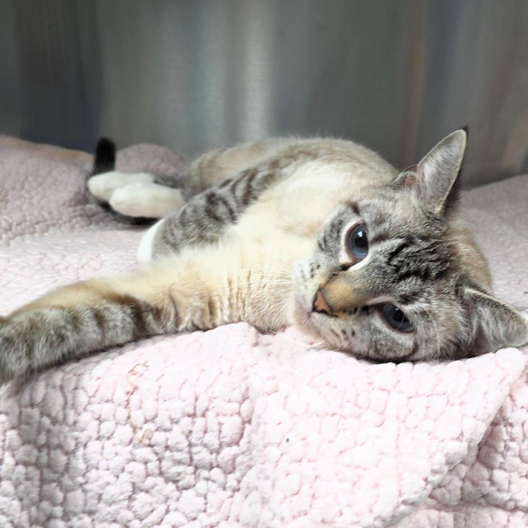 Enlarge Kitty, a Adoptable Domestic Short Hair in Michigan City, IN image 5/5