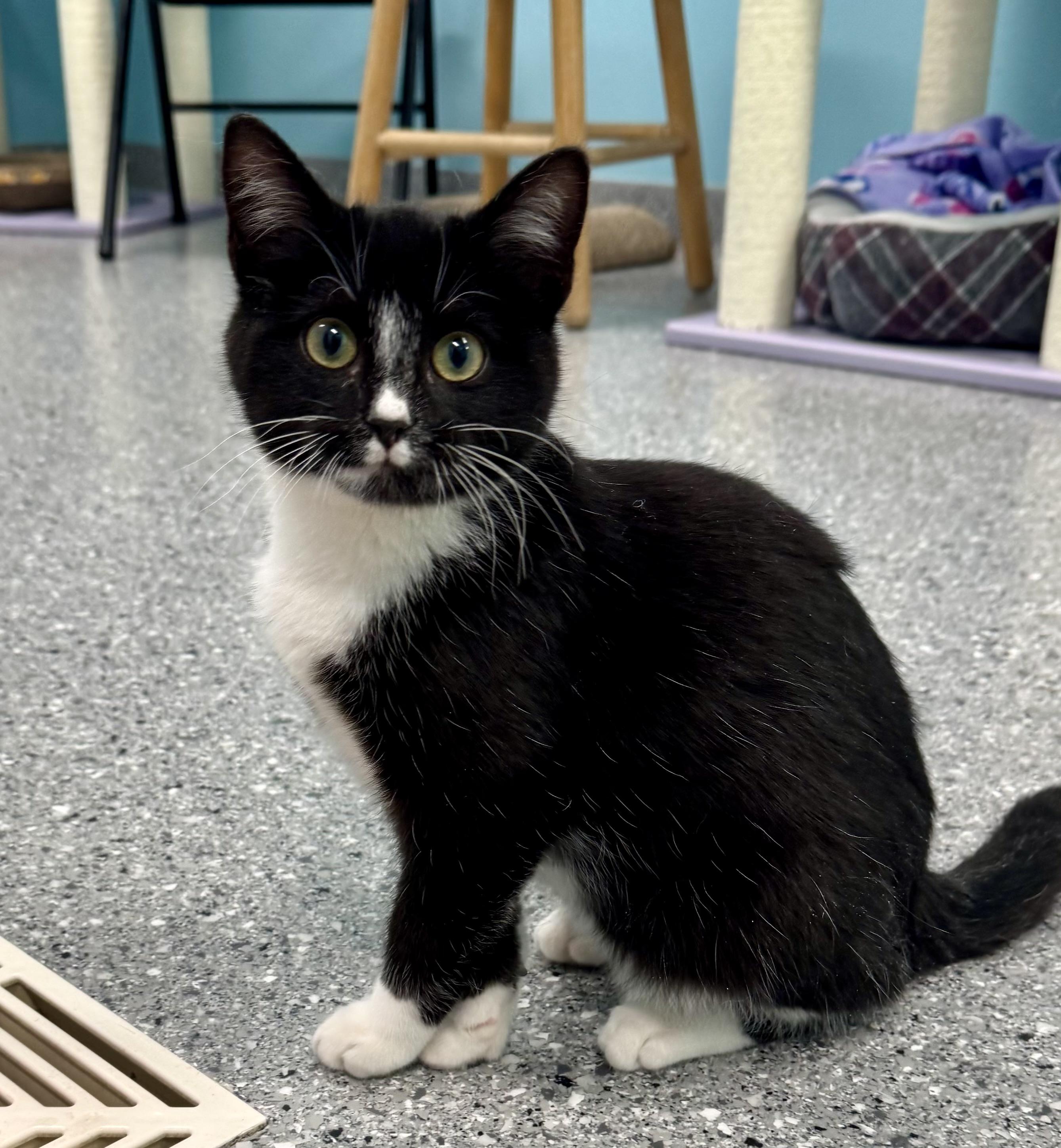 Morticia, Adoptable, Young Female Domestic Short Hair & Tuxedo.