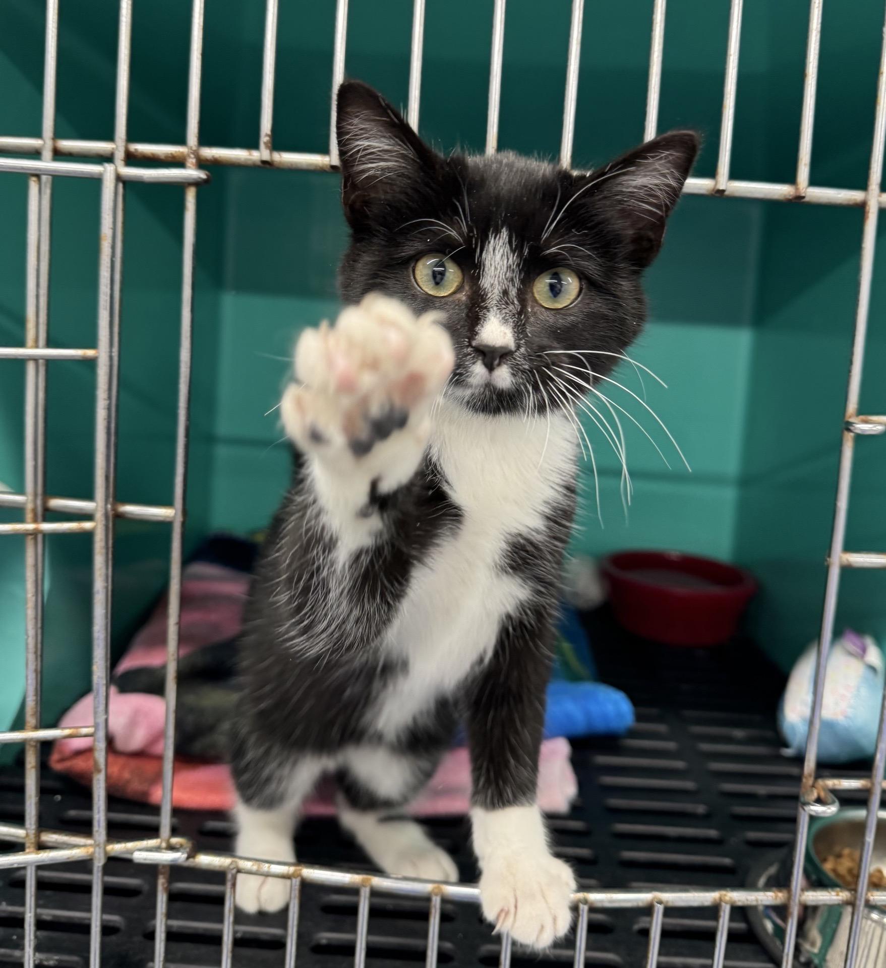 Enlarge Morticia, a Adoptable mixed breed in Morris, MN image 2/3