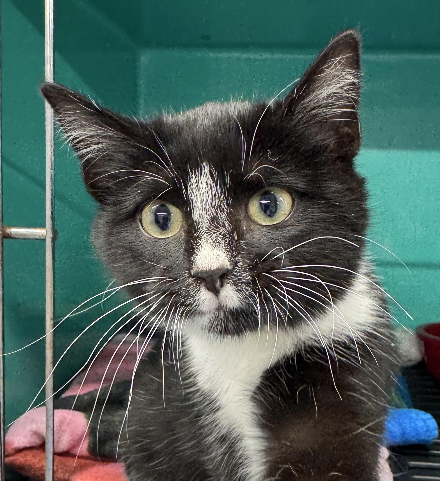 Enlarge Morticia, a Adoptable mixed breed in Morris, MN image 3/3