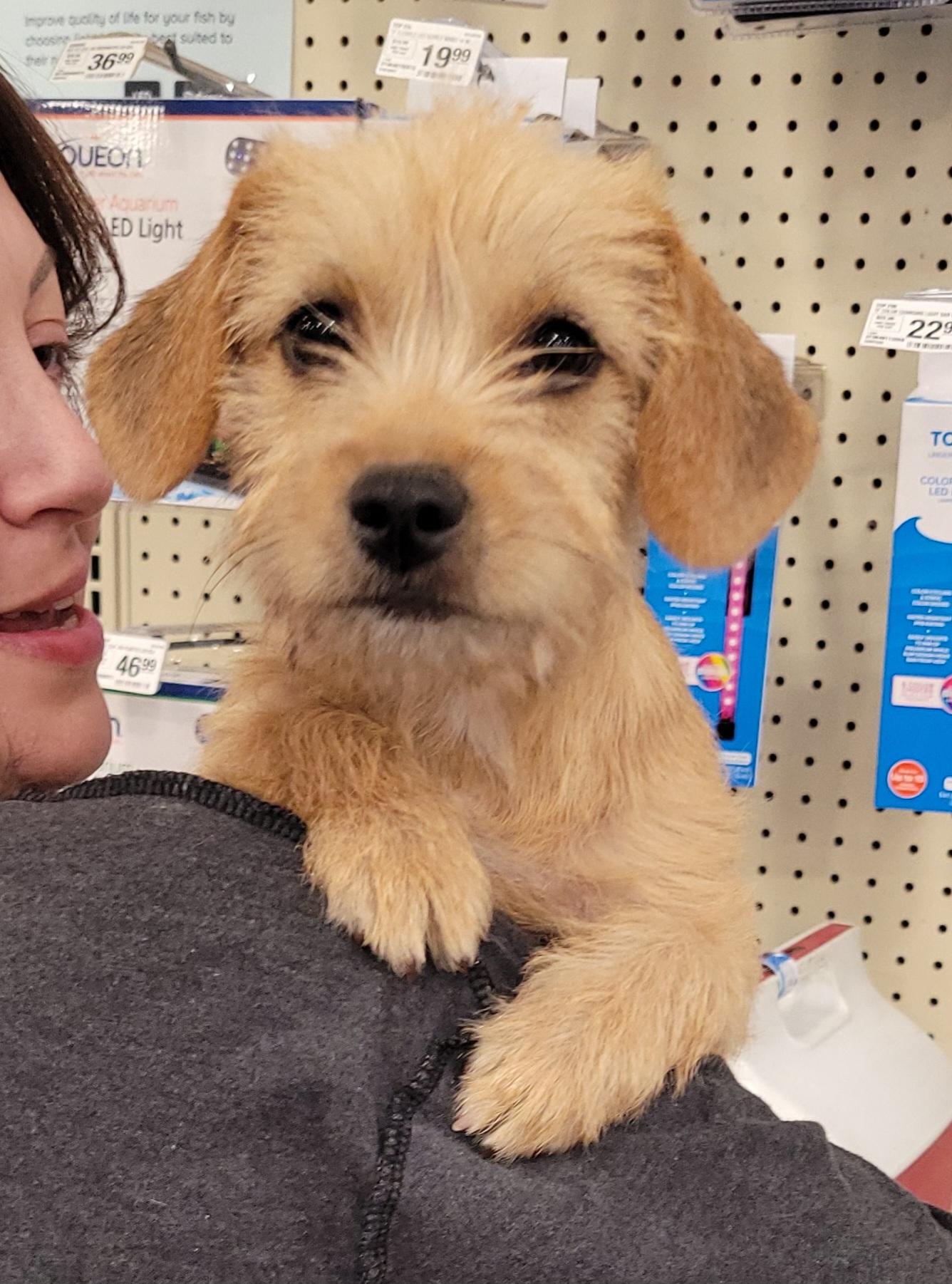 Lilu, Adoptable, Puppy Female Cairn Terrier.