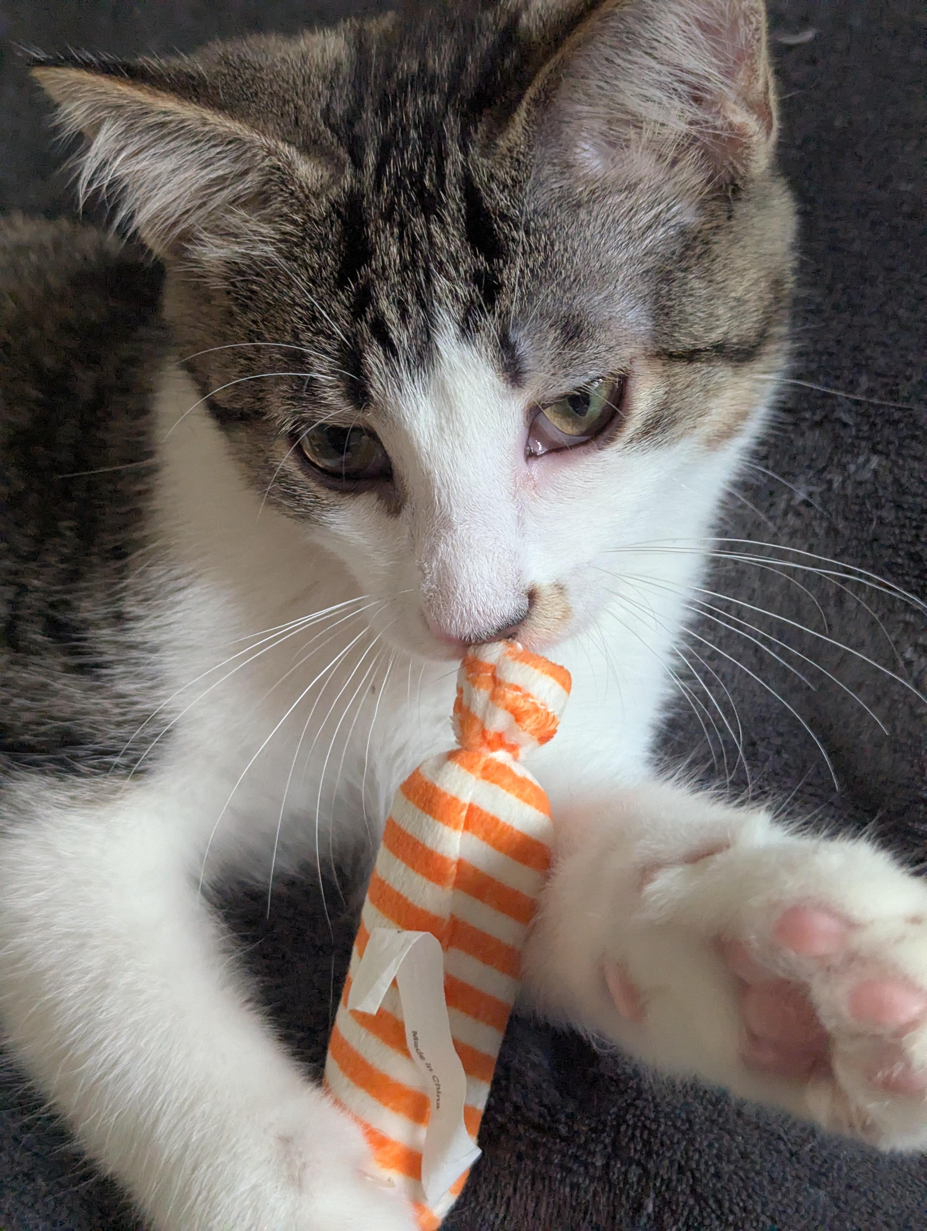 Enlarge Tom, a Adoptable Domestic Short Hair in Sterling Heights, MI image 2/2