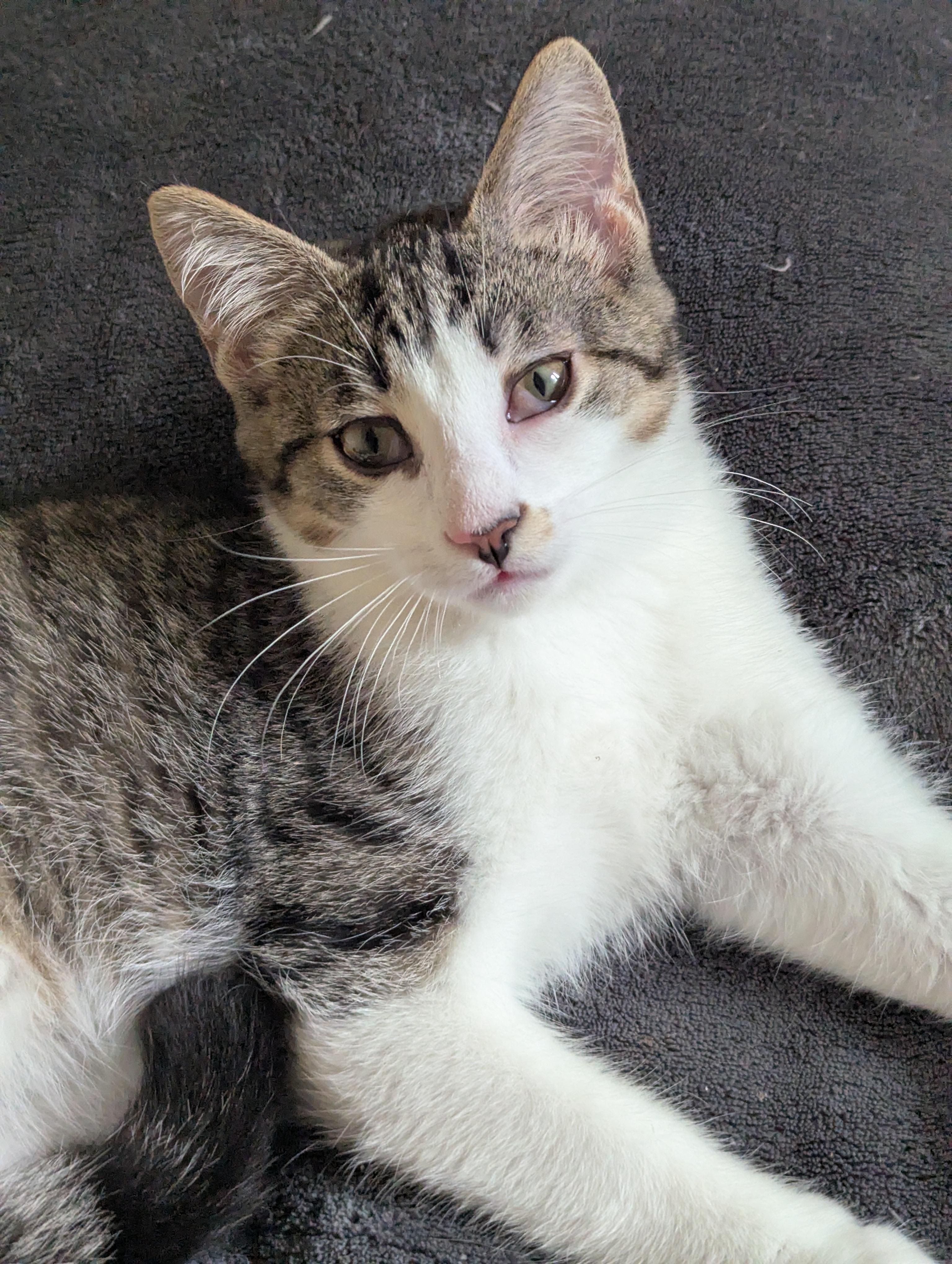Enlarge Tom, a Adoptable Domestic Short Hair in Sterling Heights, MI image 1/2