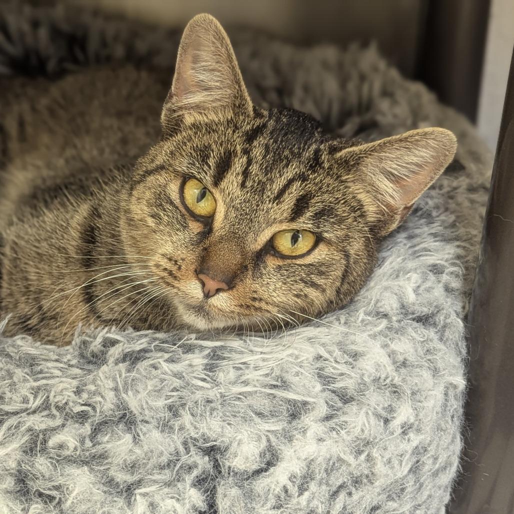 Tala, Adoptable, Kitten Female Domestic Short Hair.