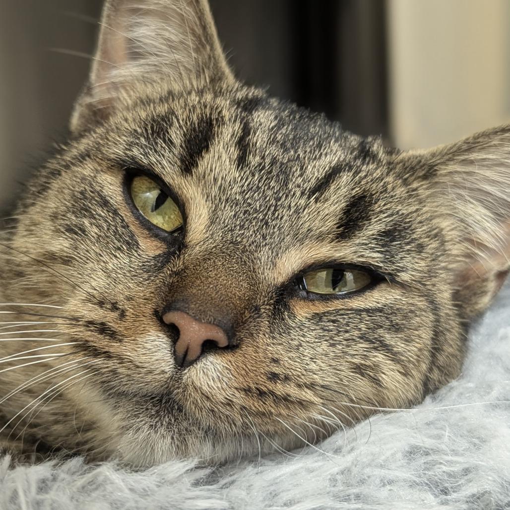 Tala, a Adoptable Domestic Short Hair in Fenton, MI image 2/3