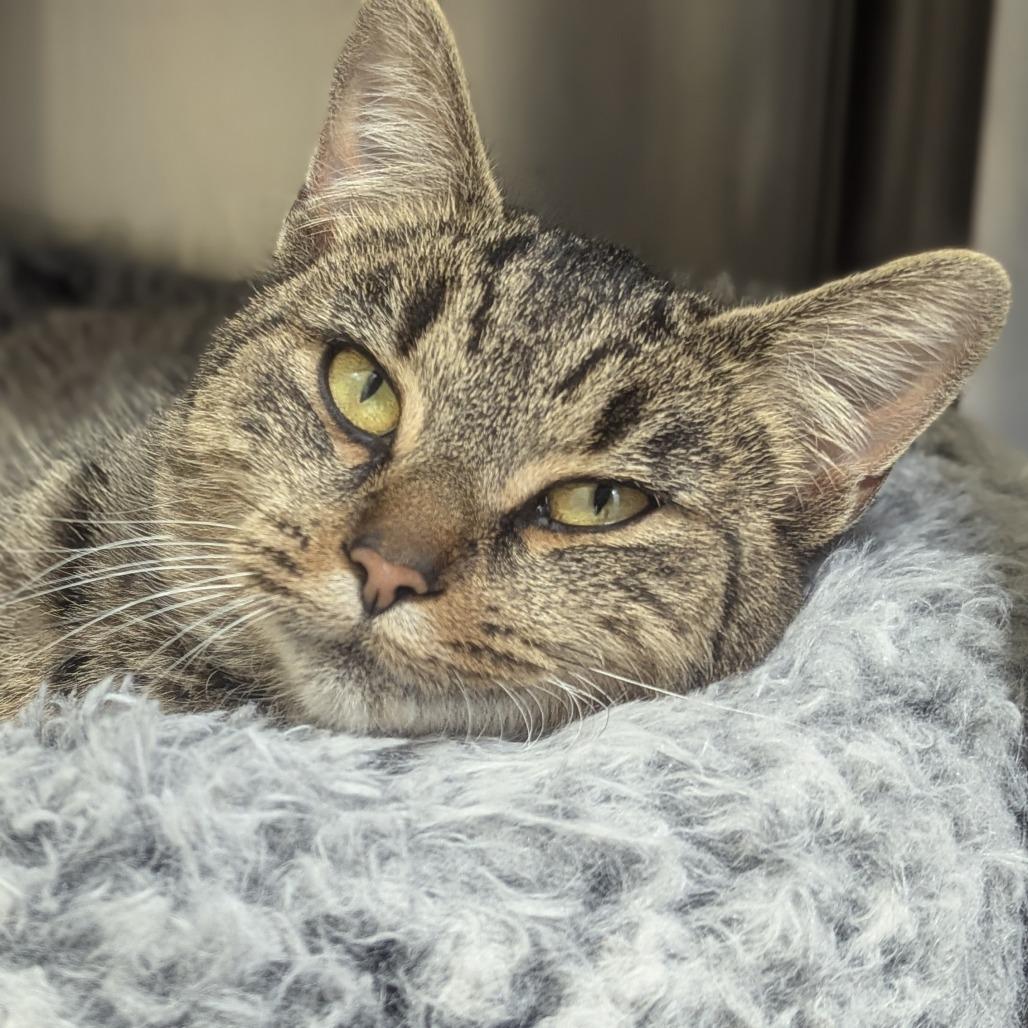 Tala, a Adoptable Domestic Short Hair in Fenton, MI image 3/3