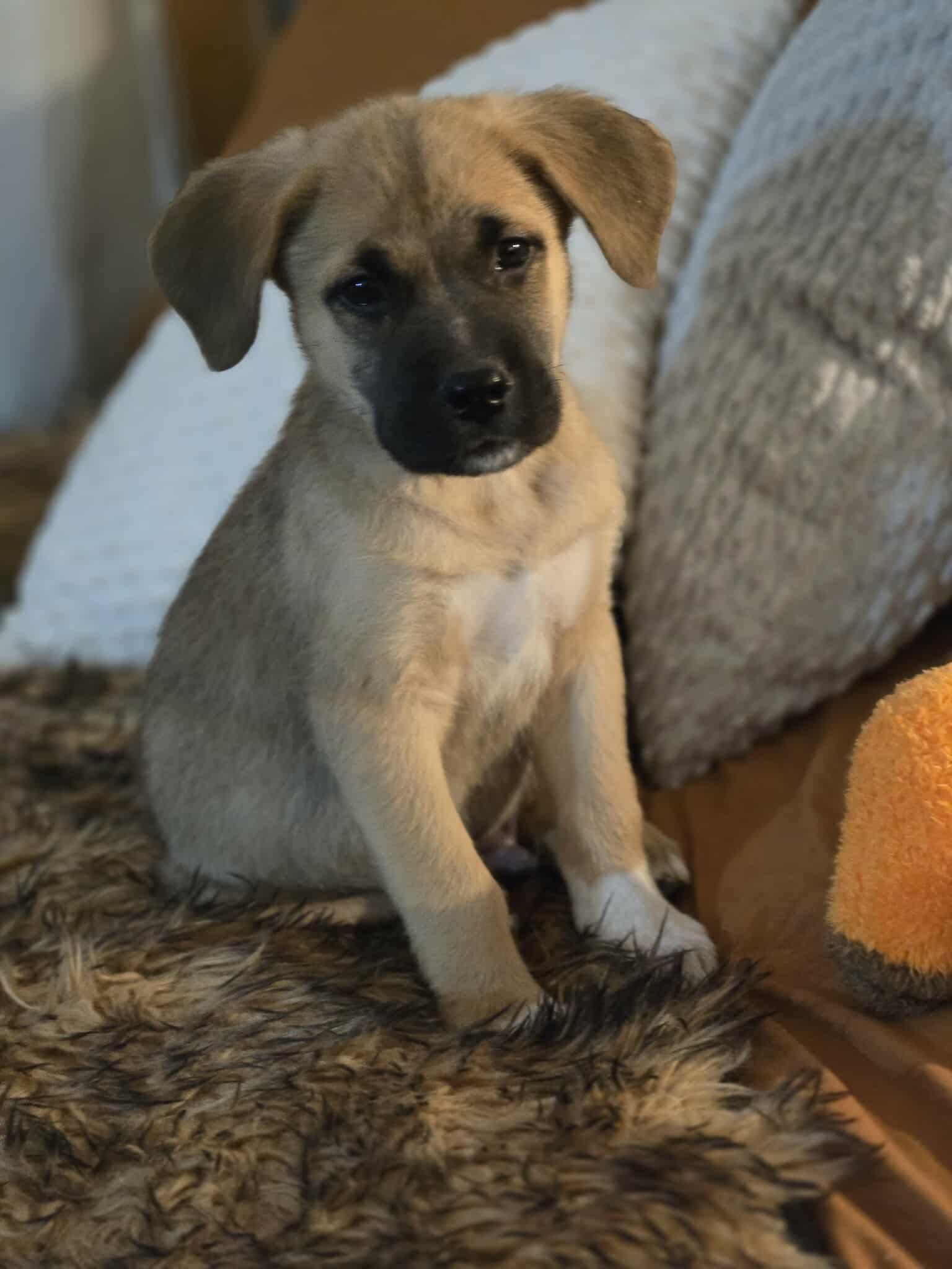 Merlin, an adoptable Labrador Retriever, Shepherd in Winnipeg, MB, R2C 1P2 | Photo Image 2