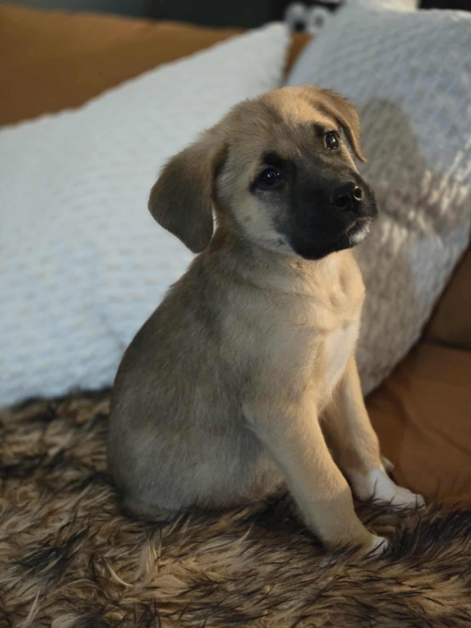 Merlin, an adoptable Labrador Retriever, Shepherd in Winnipeg, MB, R2C 1P2 | Photo Image 3