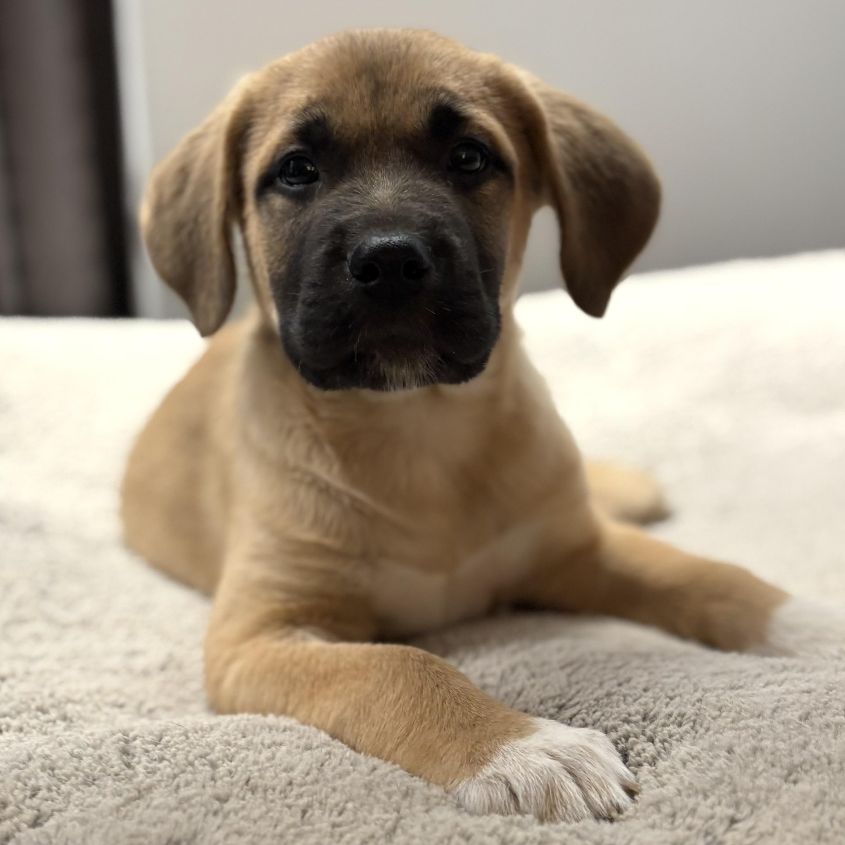 Merlin, an adoptable Labrador Retriever, Shepherd in Winnipeg, MB, R2C 1P2 | Photo Image 1