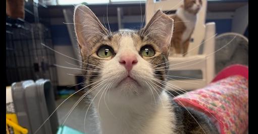 Jesse, a Adoptable mixed breed in Mishawaka, IN image 1/6