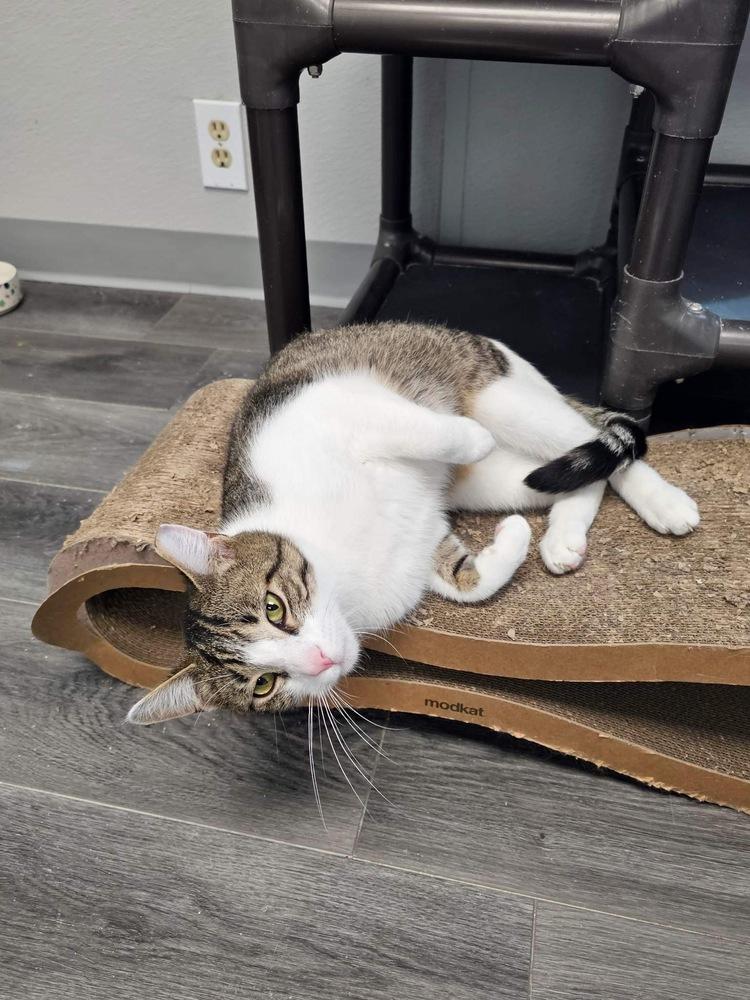 Jesse, a Adoptable mixed breed in Mishawaka, IN image 2/6