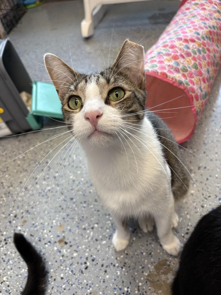 Jesse, a Adoptable mixed breed in Mishawaka, IN image 3/6