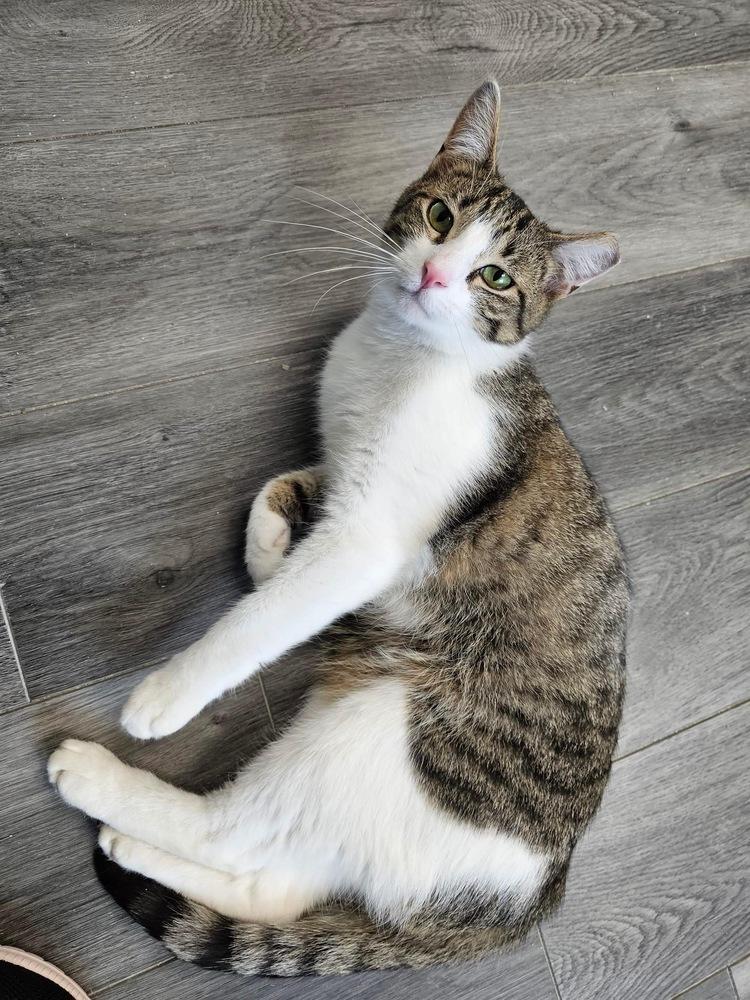 Jesse, a Adoptable mixed breed in Mishawaka, IN image 4/6