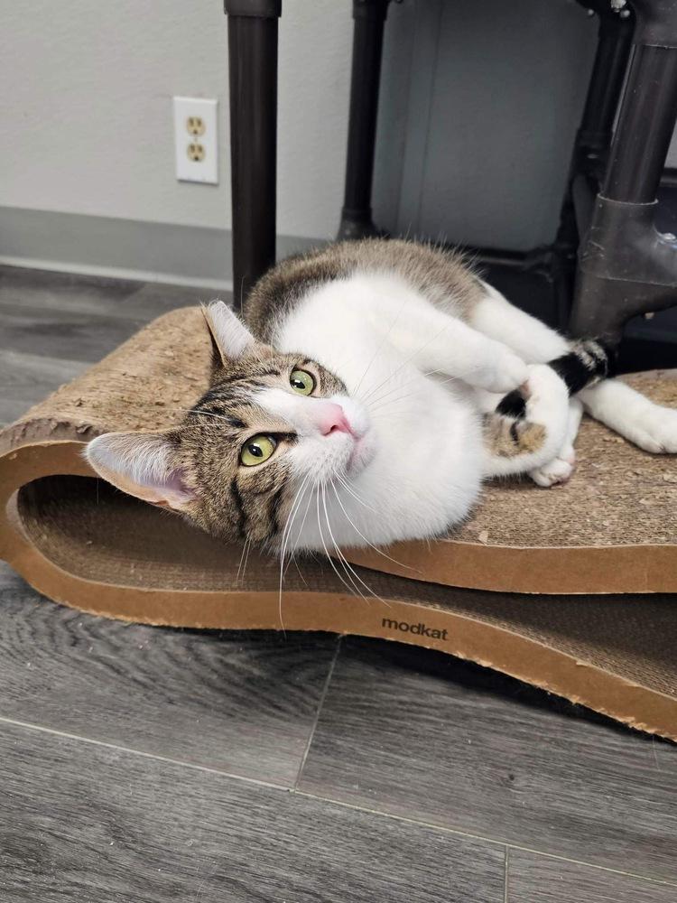 Jesse, a Adoptable mixed breed in Mishawaka, IN image 5/6