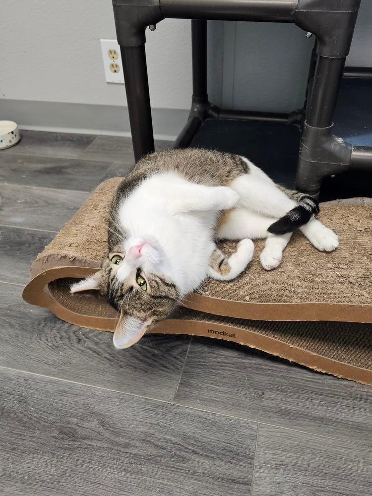 Jesse, a Adoptable mixed breed in Mishawaka, IN image 6/6