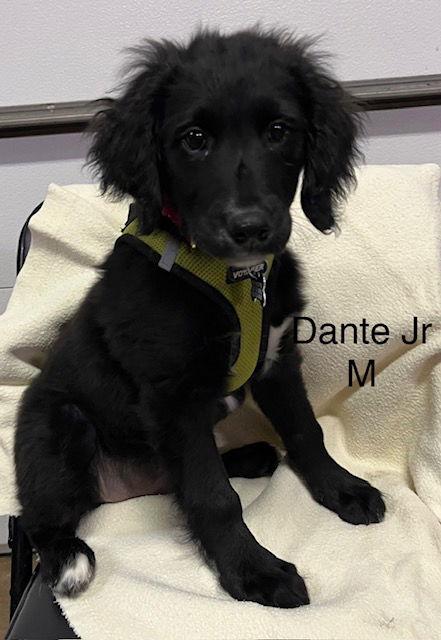 Dante Jr, a Adoptable Retriever in Hillside, IL image 1/3