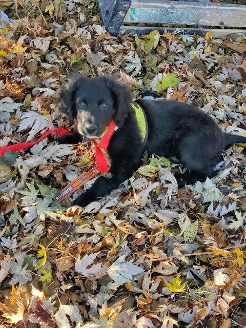 Dante Jr, a Adoptable Retriever in Hillside, IL image 2/3