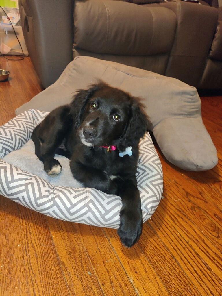 Dante Jr, a Adoptable Retriever in Hillside, IL image 3/3