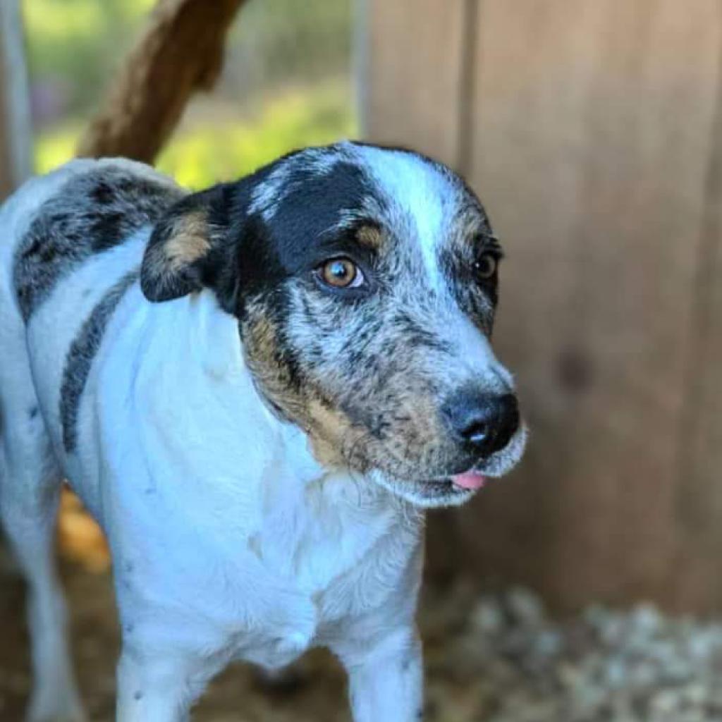 Jed, Adoptable, Adult Male Mixed Breed.