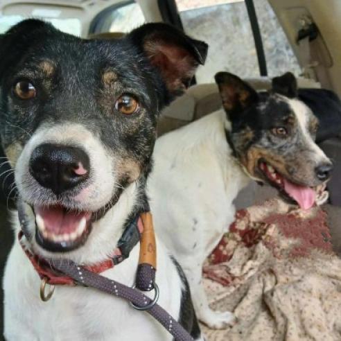 Enlarge Jed, a Adoptable Mixed Breed in Flintstone, MD image 2/4