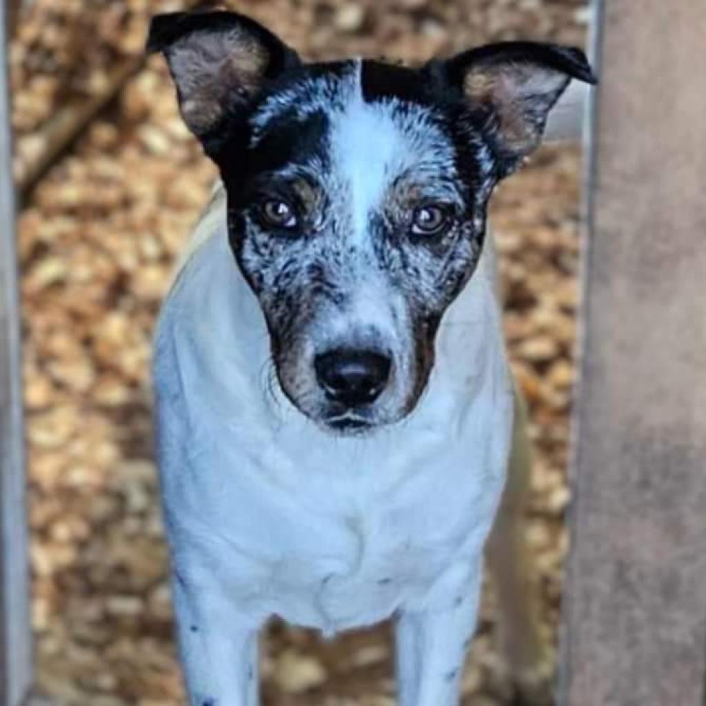 Enlarge Jed, a Adoptable Mixed Breed in Flintstone, MD image 3/4