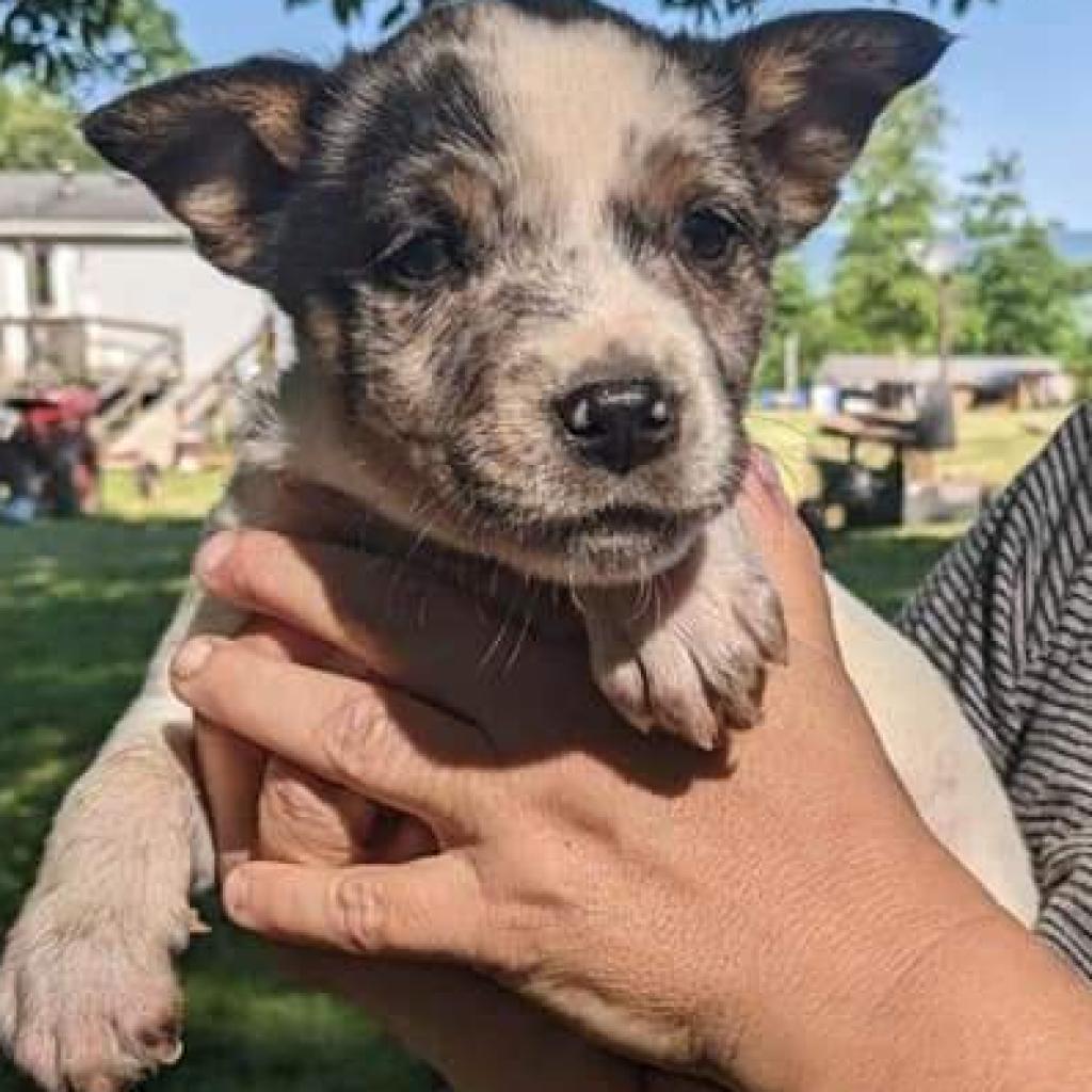 Enlarge Jed, a Adoptable Mixed Breed in Flintstone, MD image 4/4