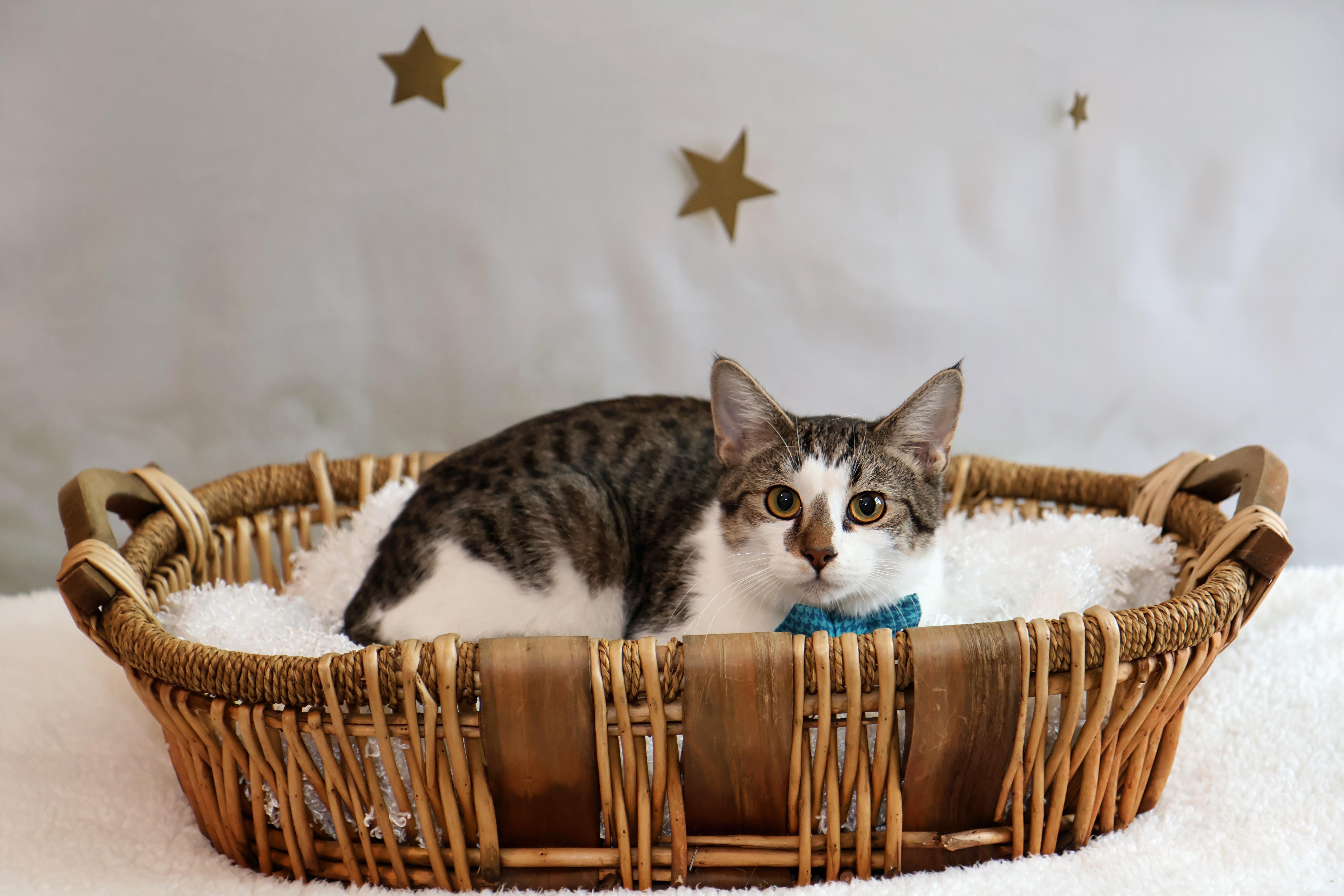 Enlarge Felix, a Adoptable Tabby in Mission, KS image 1/1