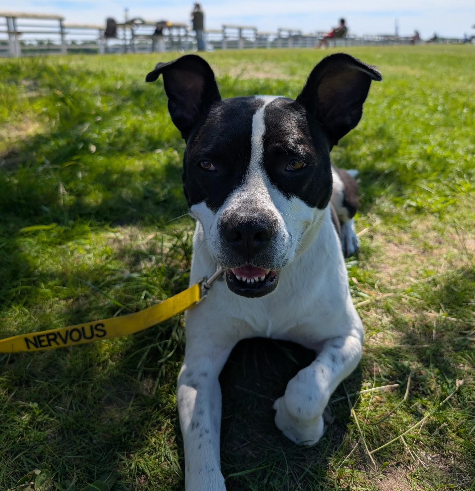 Matilda, a ADOPTABLE mixed breed in Detroit, MI image 1/3