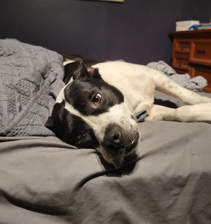 Matilda, a ADOPTABLE mixed breed in Detroit, MI image 3/3