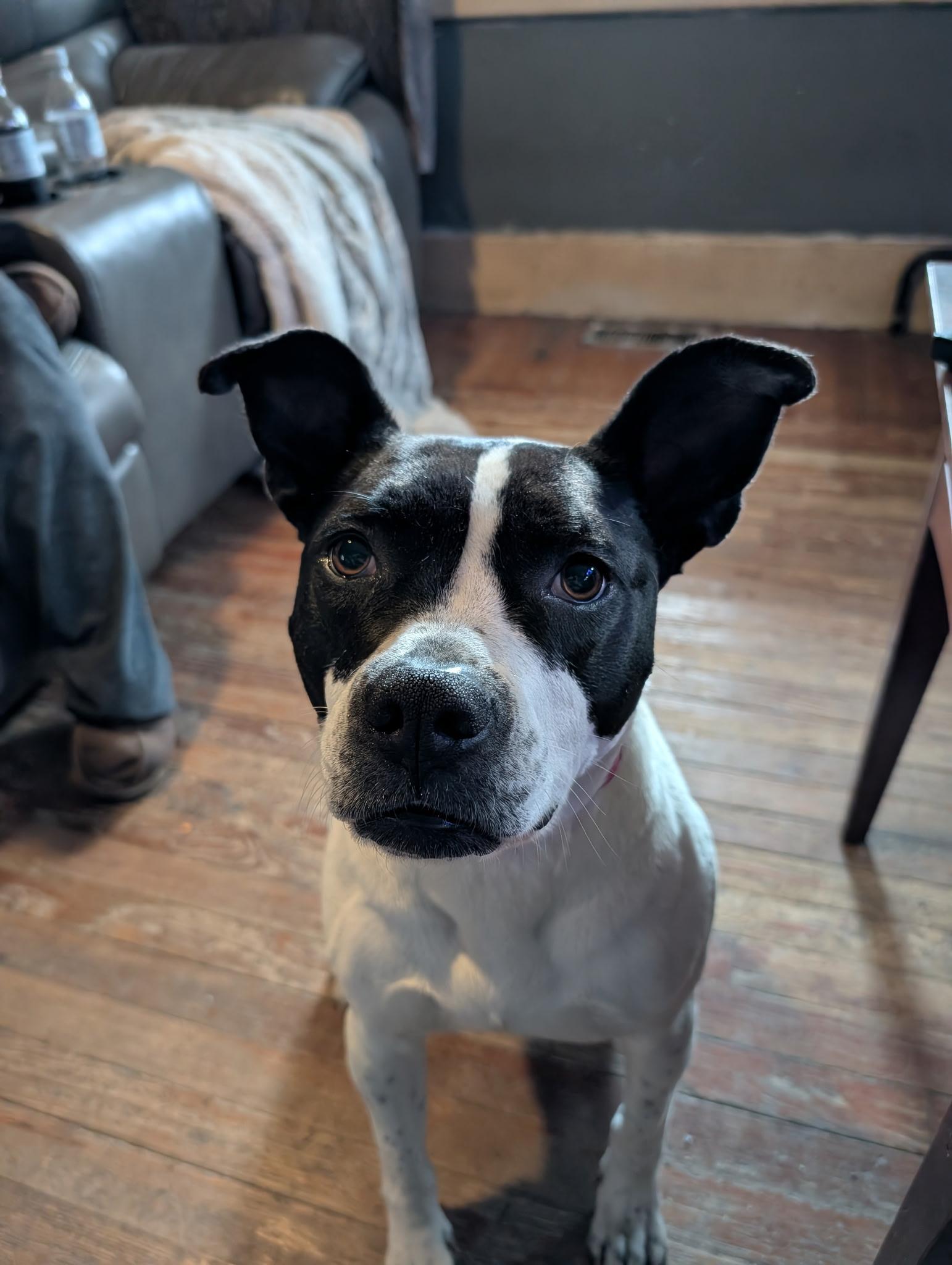 Matilda, ADOPTABLE, Adult Female Terrier.