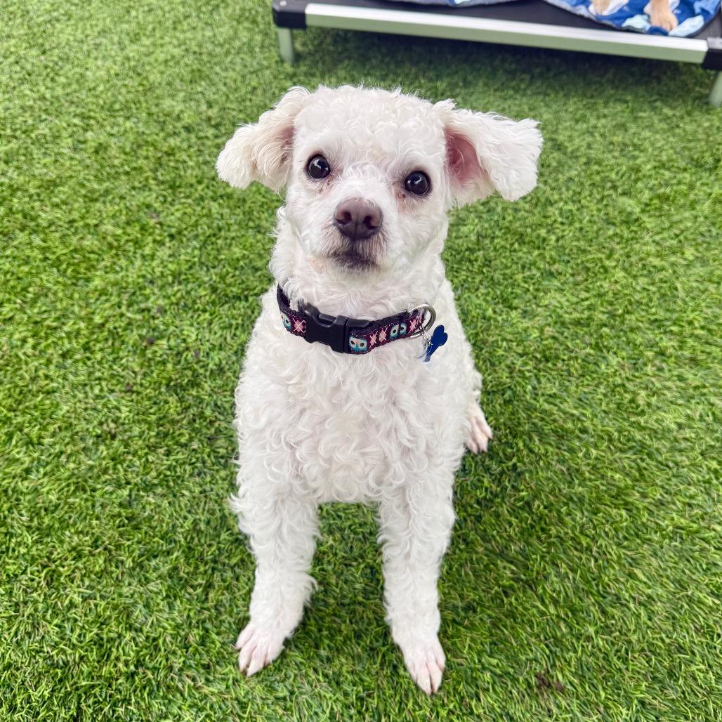 Enlarge Barney, a Adoptable Poodle in Agoura Hills, CA image 1/4