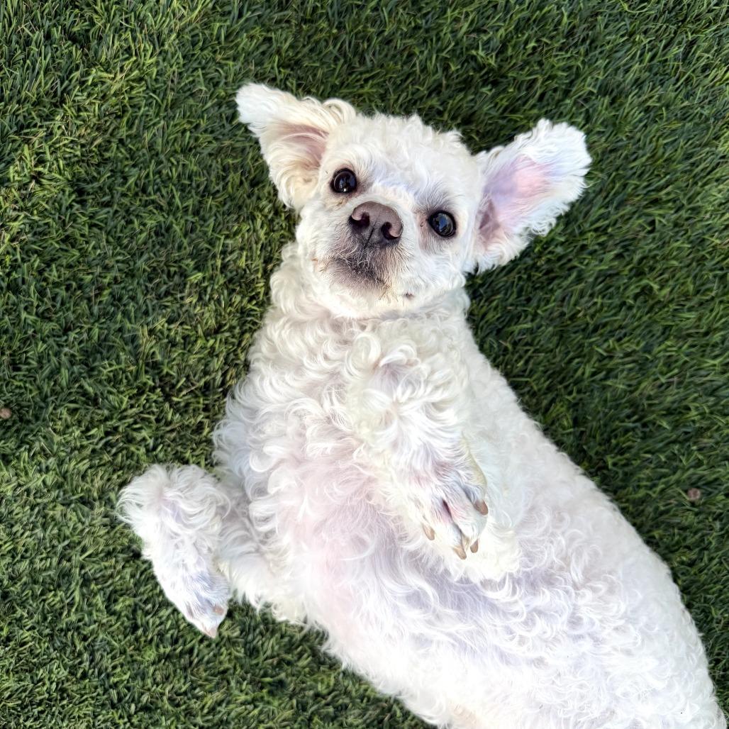 Enlarge Barney, a Adoptable Poodle in Agoura Hills, CA image 2/4