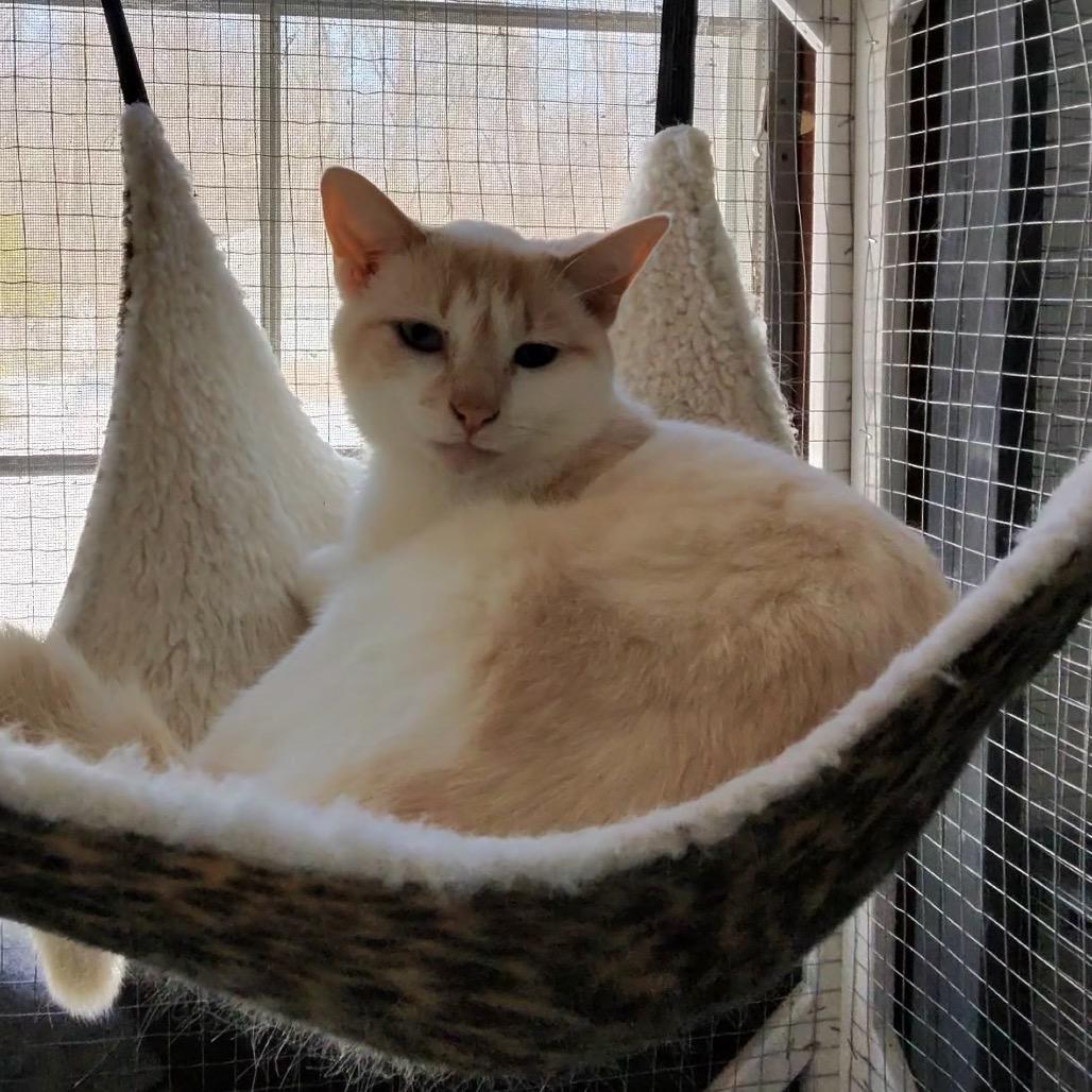 Alvin, Adoptable, Young Male Siamese & Domestic Short Hair.