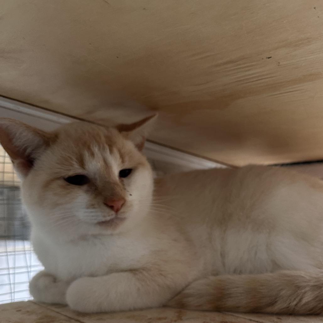 Alvin, Adoptable, Young Male Siamese & Domestic Short Hair.