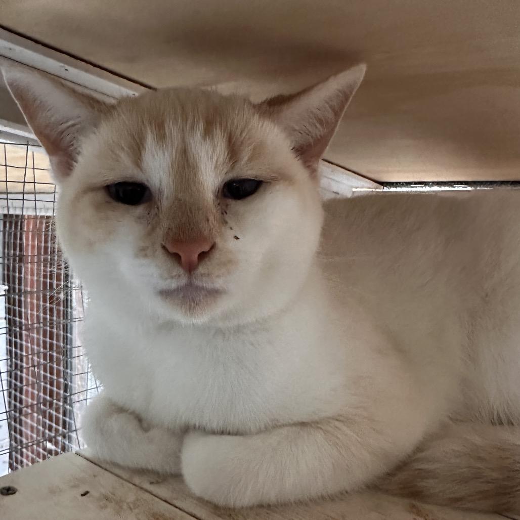 Enlarge Alvin, a Adoptable mixed breed in Nokesville, VA image 2/2