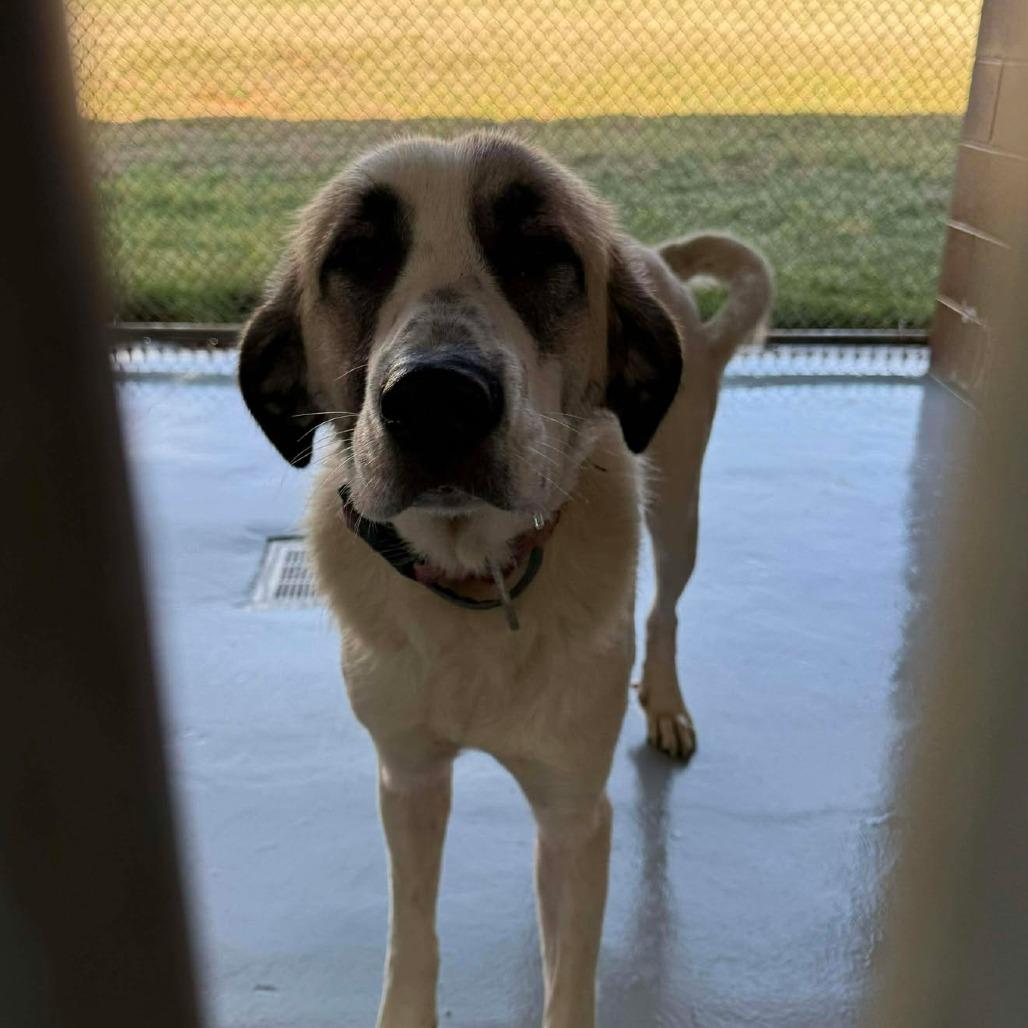 Freya, Adoptable, Young Female Great Pyrenees & Mixed Breed.