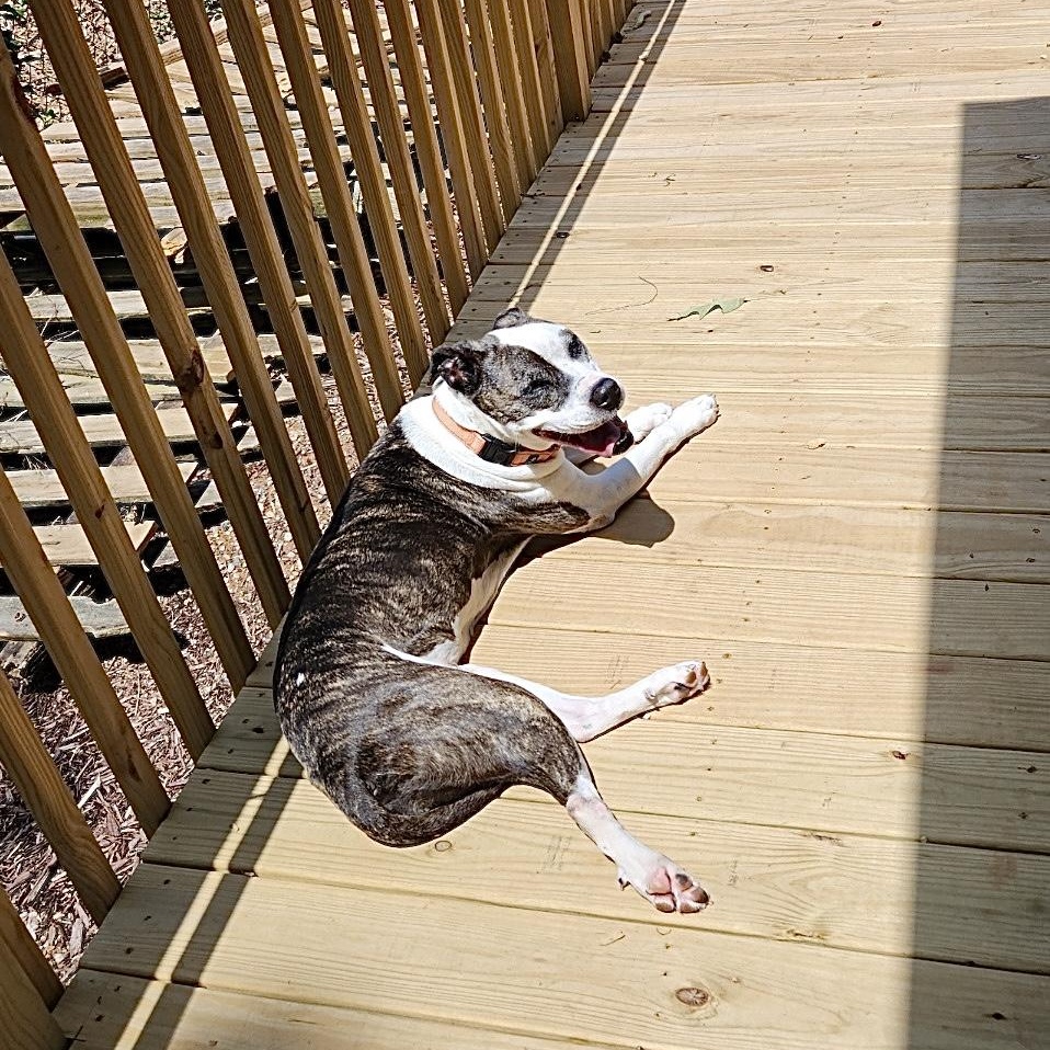 Molly Rosebud